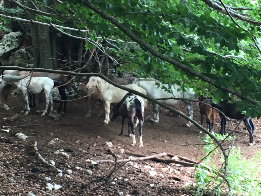 Mandria di cavalli a Campaegli