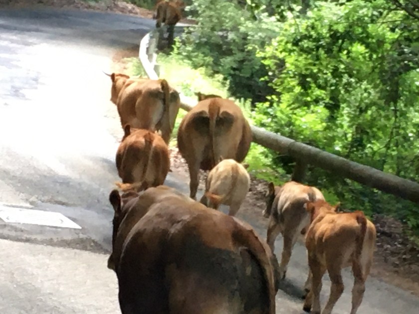Mandria di mucche a Campaegli
